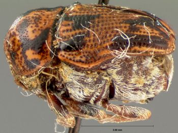 Media type: image; Entomology 20028   Aspect: habitus lateral view